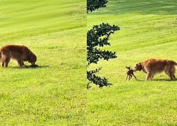 Cão vê novo morador da casa e sua reação surpreende milhões de pessoas