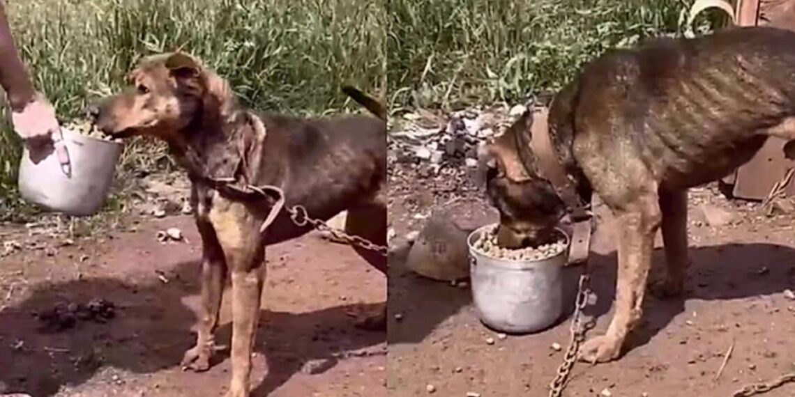 Cachorro abandonado chamou atenção pelo estado em que foi encontrado