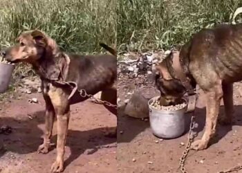 Cachorro abandonado chamou atenção pelo estado em que foi encontrado