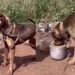 Cachorro abandonado chamou atenção pelo estado em que foi encontrado