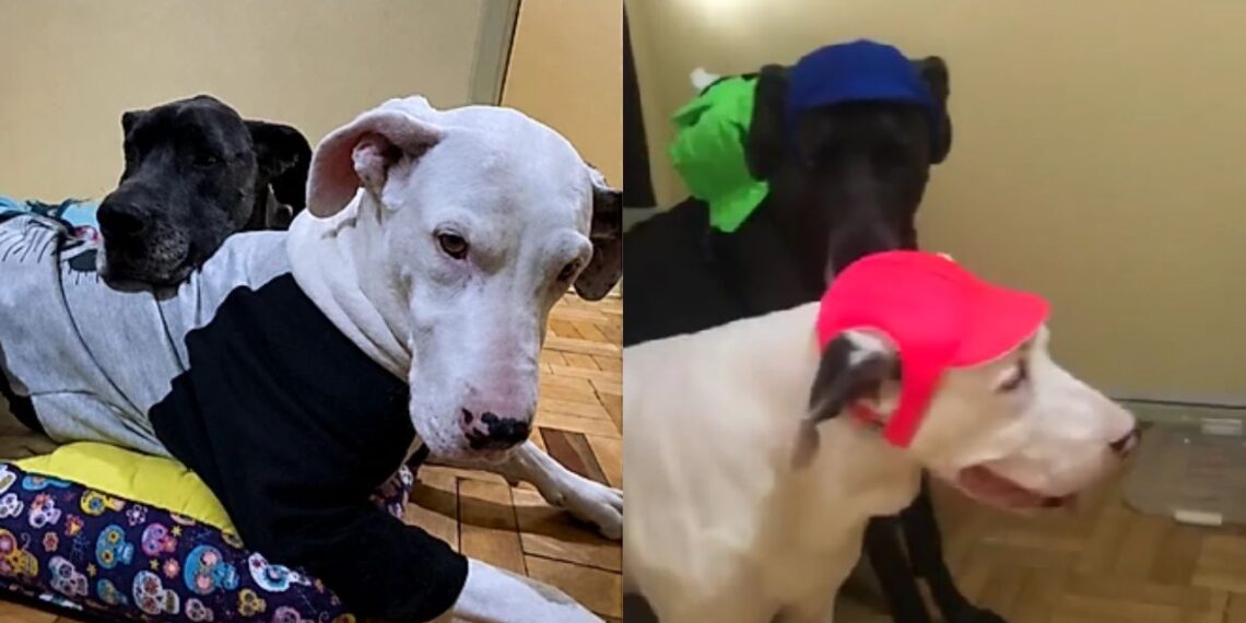 Dogue Alemão que cuidava de irmã canina surda repete instinto protetor com bebê da família
