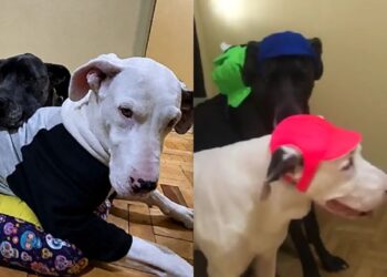 Dogue Alemão que cuidava de irmã canina surda repete instinto protetor com bebê da família