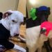 Dogue Alemão que cuidava de irmã canina surda repete instinto protetor com bebê da família