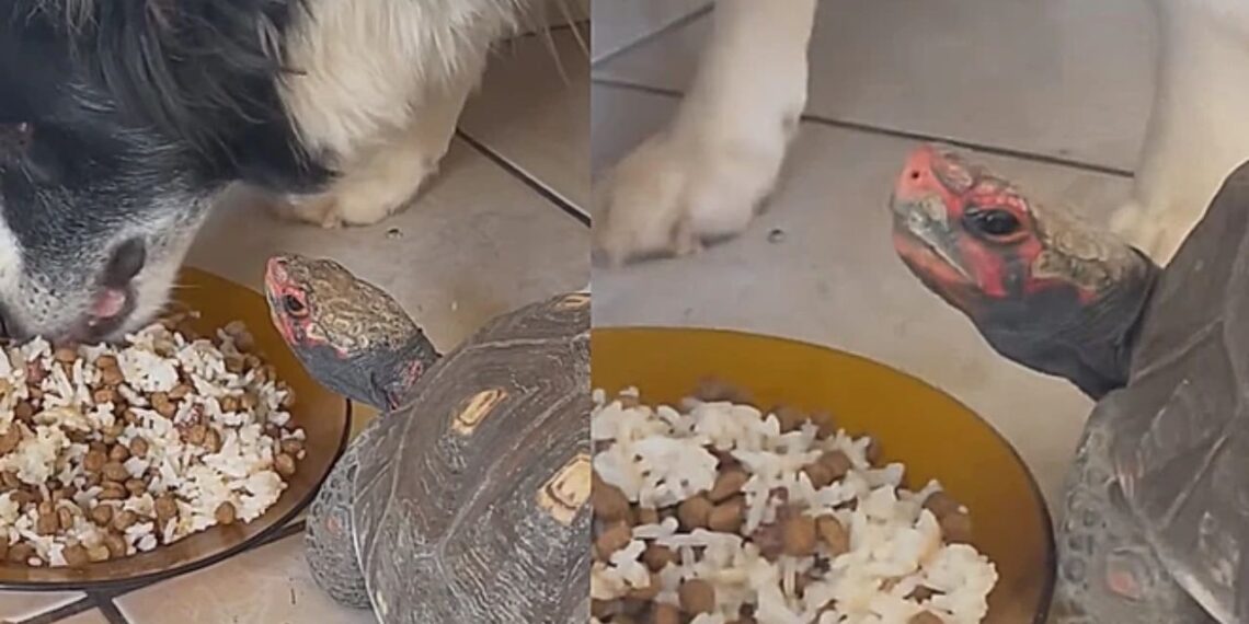 Jabuti surpreende ao dominar cães gigantes apenas com o olhar