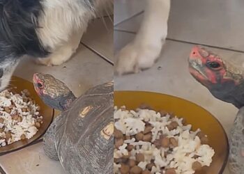 Jabuti surpreende ao dominar cães gigantes apenas com o olhar