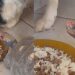 Jabuti surpreende ao dominar cães gigantes apenas com o olhar