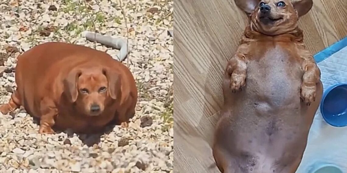 Cadelinha de 25 kg que não conseguia se mover emociona a internet ao voltar a correr