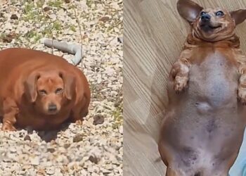 Cadelinha de 25 kg que não conseguia se mover emociona a internet ao voltar a correr