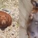 Cadelinha de 25 kg que não conseguia se mover emociona a internet ao voltar a correr