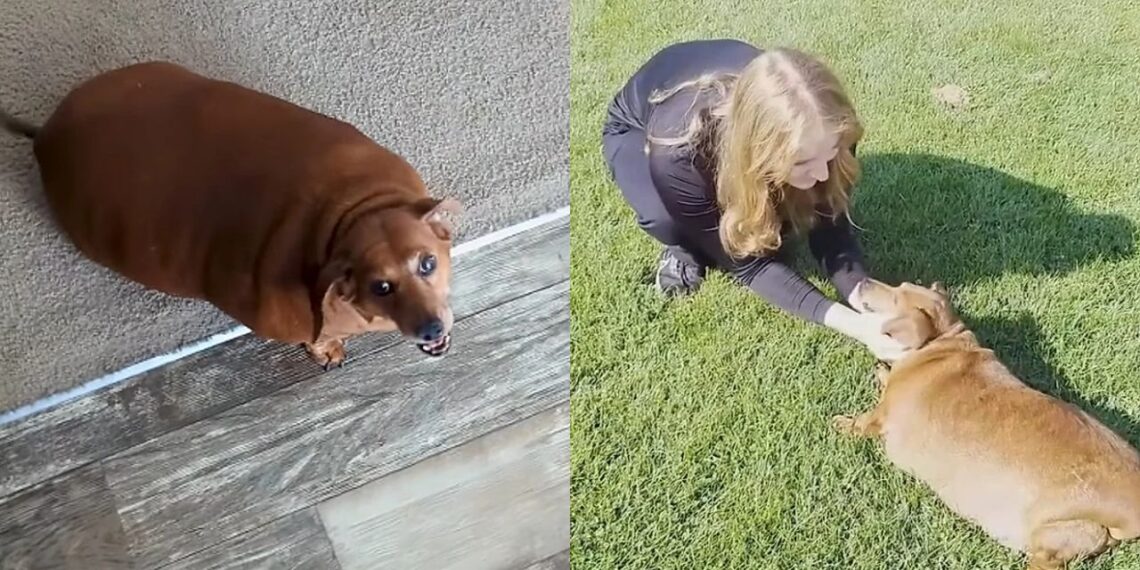 Cadelinha de 25 kg que não conseguia se mover emociona a internet ao voltar a correr