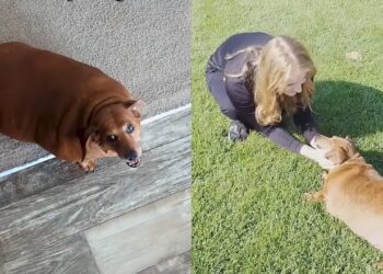 Cadelinha de 25 kg que não conseguia se mover emociona a internet ao voltar a correr