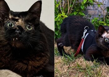 Gatinha com aparência rara recebe críticas cruéis e internet reage de forma emocionante
