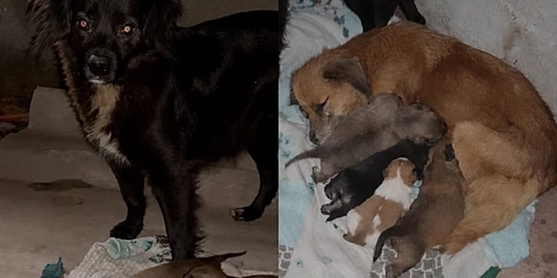 Voluntários encontram duas mães em uma casa abandonada protegendo uma ninhada emocionante