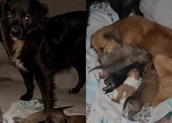 Voluntários encontram duas mães em uma casa abandonada protegendo uma ninhada emocionante