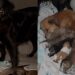 Voluntários encontram duas mães em uma casa abandonada protegendo uma ninhada emocionante