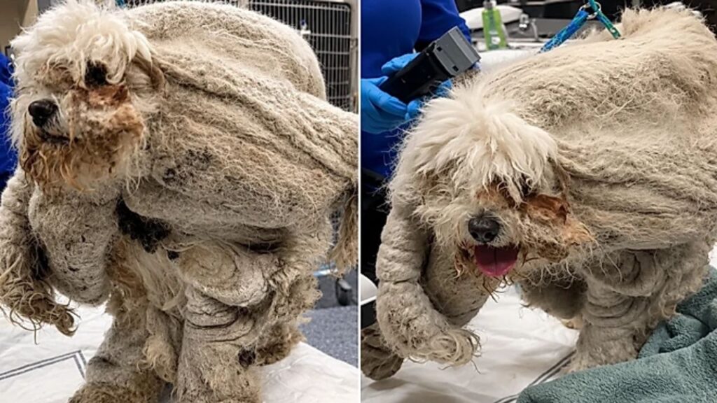 pet-96-1024x576 Poodle negligenciado esconde rosto doce por baixo de quase 2kg de pelos e ganha nova vida