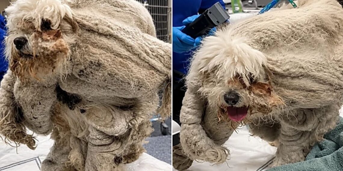 Poodle carregava 1,8 kg de pelos e mal conseguia andar até ser finalmente resgatado