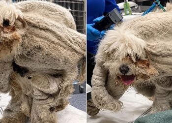 Poodle carregava 1,8 kg de pelos e mal conseguia andar até ser finalmente resgatado