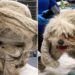 Poodle carregava 1,8 kg de pelos e mal conseguia andar até ser finalmente resgatado