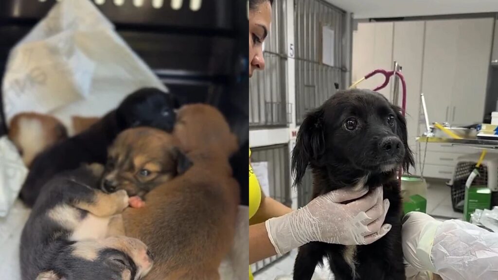 pet-97-1-1024x576 Voluntários encontram duas mães em uma casa abandonada protegendo uma ninhada emocionante