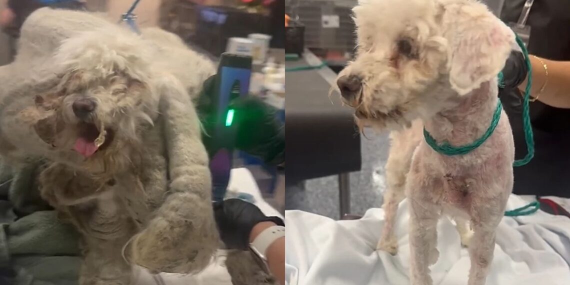 Poodle carregava 1,8 kg de pelos e mal conseguia andar até ser finalmente resgatado