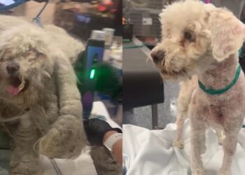 Poodle carregava 1,8 kg de pelos e mal conseguia andar até ser finalmente resgatado