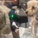 Poodle carregava 1,8 kg de pelos e mal conseguia andar até ser finalmente resgatado