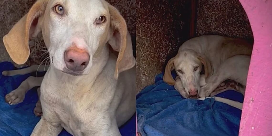Cachorrinha que parece desenho animado emociona ao esperar anos por uma família