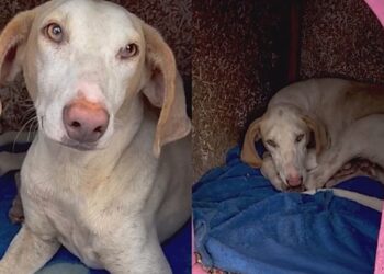 Cachorrinha que parece desenho animado emociona ao esperar anos por uma família