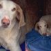 Cachorrinha que parece desenho animado emociona ao esperar anos por uma família