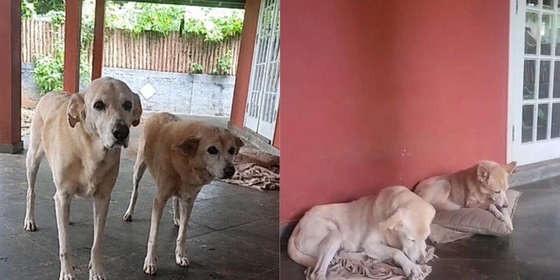 Duas cadelas perderam tudo e agora lutam para continuar juntas em um novo lar