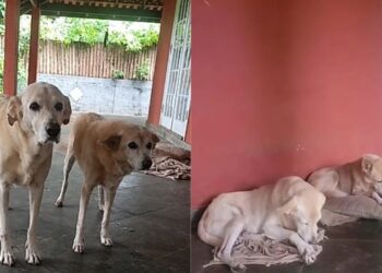 Duas cadelas perderam tudo e agora lutam para continuar juntas em um novo lar