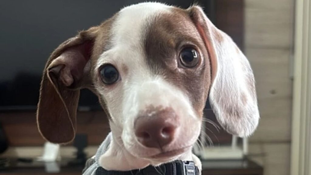 Cachorro sem patas dianteiras encanta crianças e gera cena inesquecível