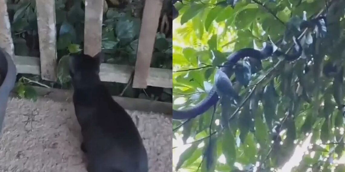 Gato não parava de encarar o jardim até que tutora descobriu visitante que rondava sua casa