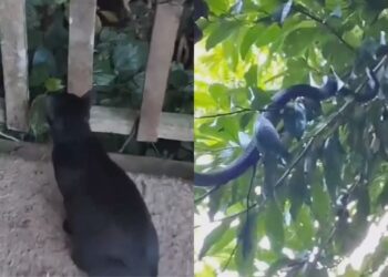 Gato não parava de encarar o jardim até que tutora descobriu visitante que rondava sua casa