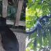 Gato não parava de encarar o jardim até que tutora descobriu visitante que rondava sua casa