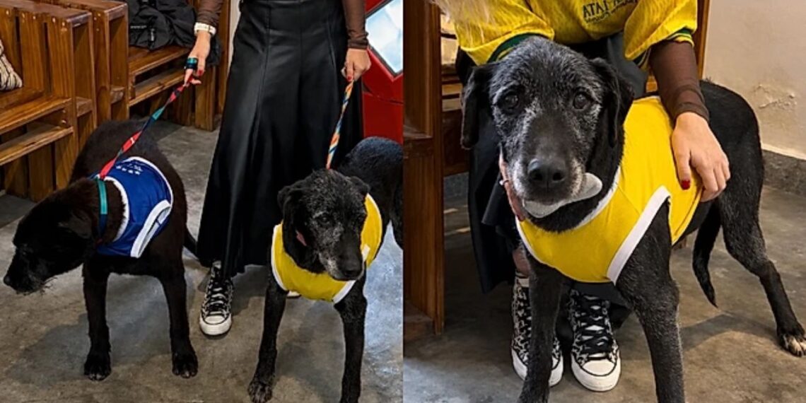Dois cães esperam há anos por uma chance e a história está emocionando a internet