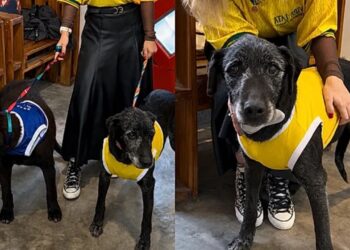 Dois cães esperam há anos por uma chance e a história está emocionando a internet