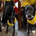 Dois cães esperam há anos por uma chance e a história está emocionando a internet