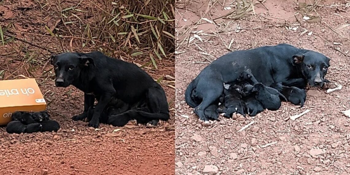 Cachorrinha abandonada com sete filhotes recusa contato humano após trauma do desamparo