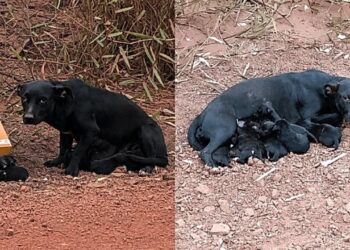 Cachorrinha abandonada com sete filhotes recusa contato humano após trauma do desamparo
