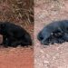 Cachorrinha abandonada com sete filhotes recusa contato humano após trauma do desamparo