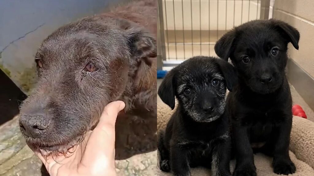pets-11-1024x576 Eles cresceram juntos no abrigo e ainda sonham com uma família para chamar de sua