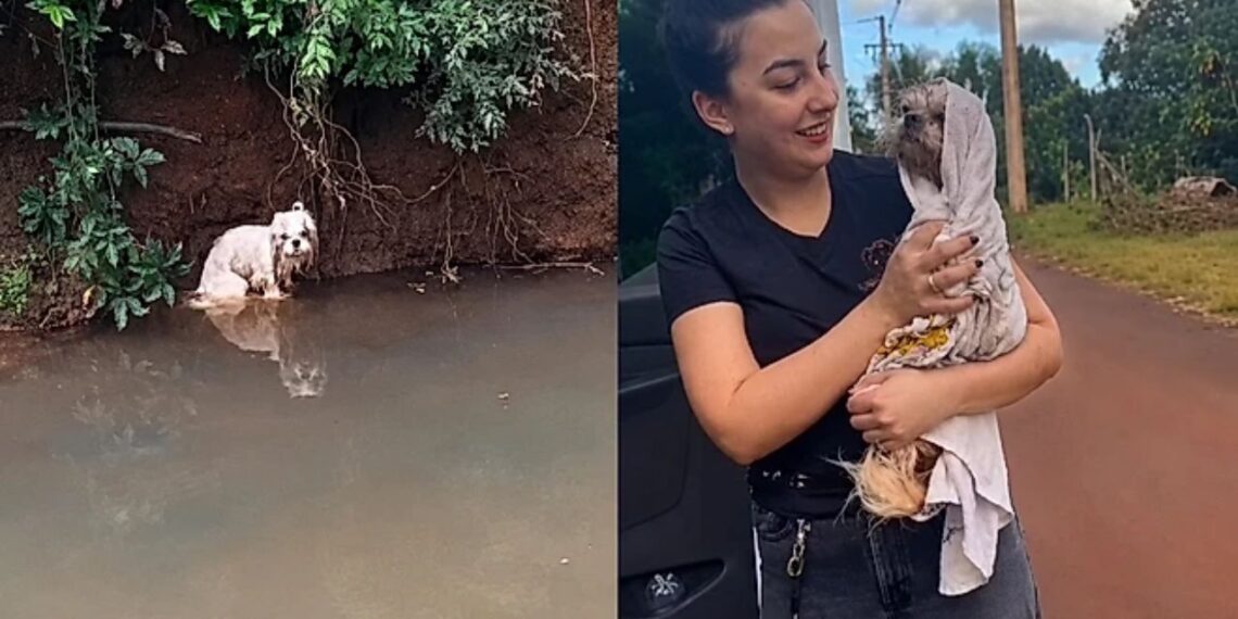 Cachorro da raça Shih Tzu cai em córrego e mobiliza equipes de resgate na busca por tutores