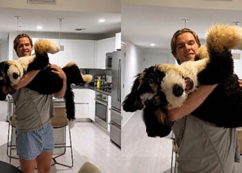 Cachorro grandão conquista a internet ao insistir em pedir colo como se ainda fosse um filhote