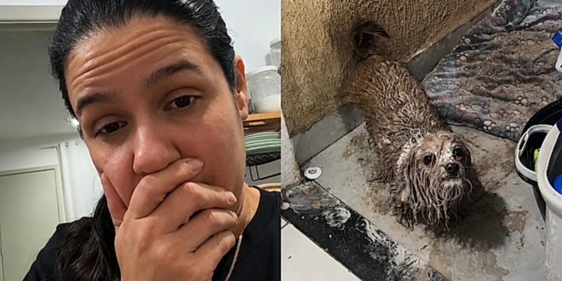 Cachorrinha apronta no quintal e deixa família sem acreditar no que viu
