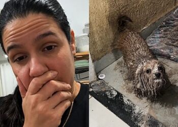 Cachorrinha apronta no quintal e deixa família sem acreditar no que viu
