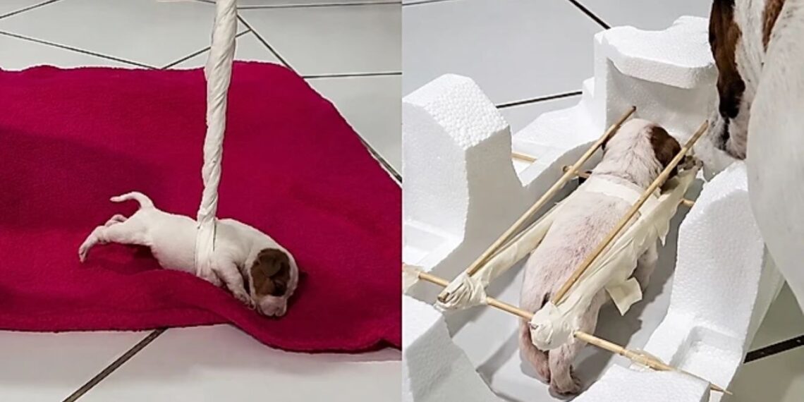 Nascida muito pequena, essa cadelinha conquistou a internet com sua força
