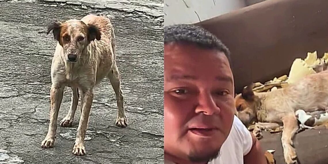 Homem abre a porta para uma cadela durante a tempestade e acorda com uma surpresa inesperada
