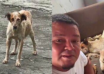 Homem abre a porta para uma cadela durante a tempestade e acorda com uma surpresa inesperada